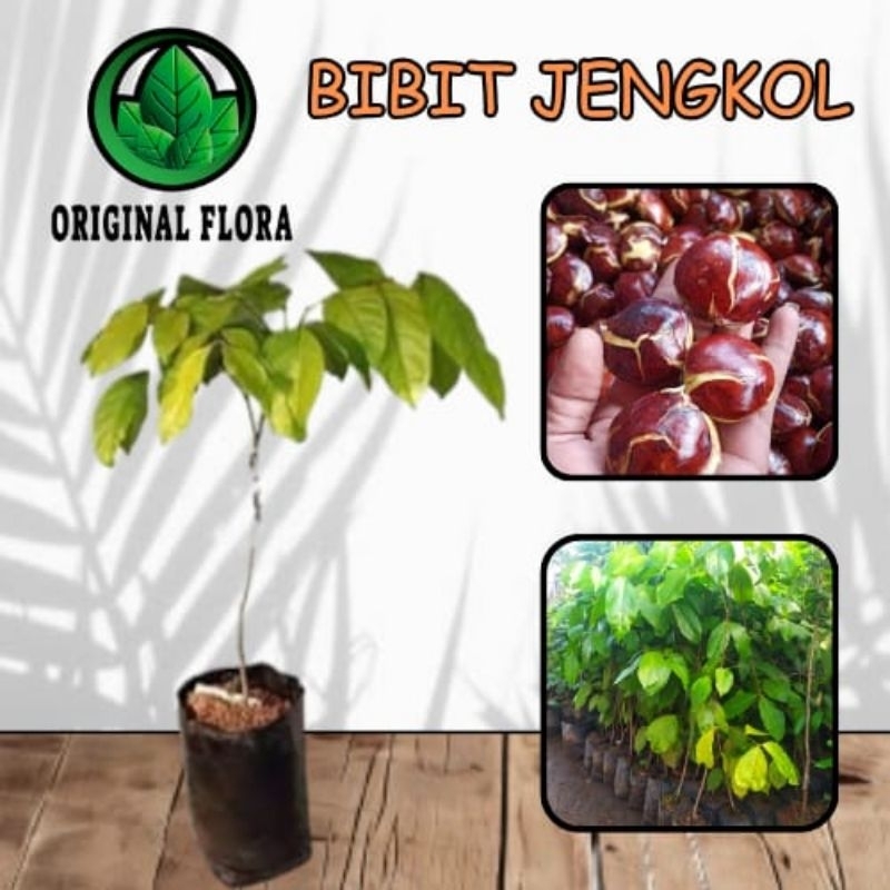 Jual Bibit Pohon Jengkol Super Bibit Jengkol