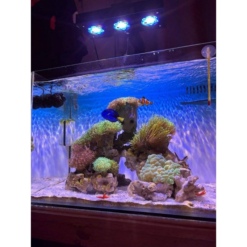 Lampu Aquarium - KMS 60 watt