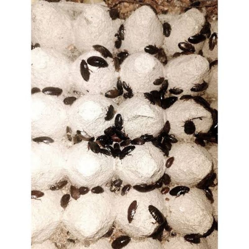 Umpan_Celemende/KecoaBatu