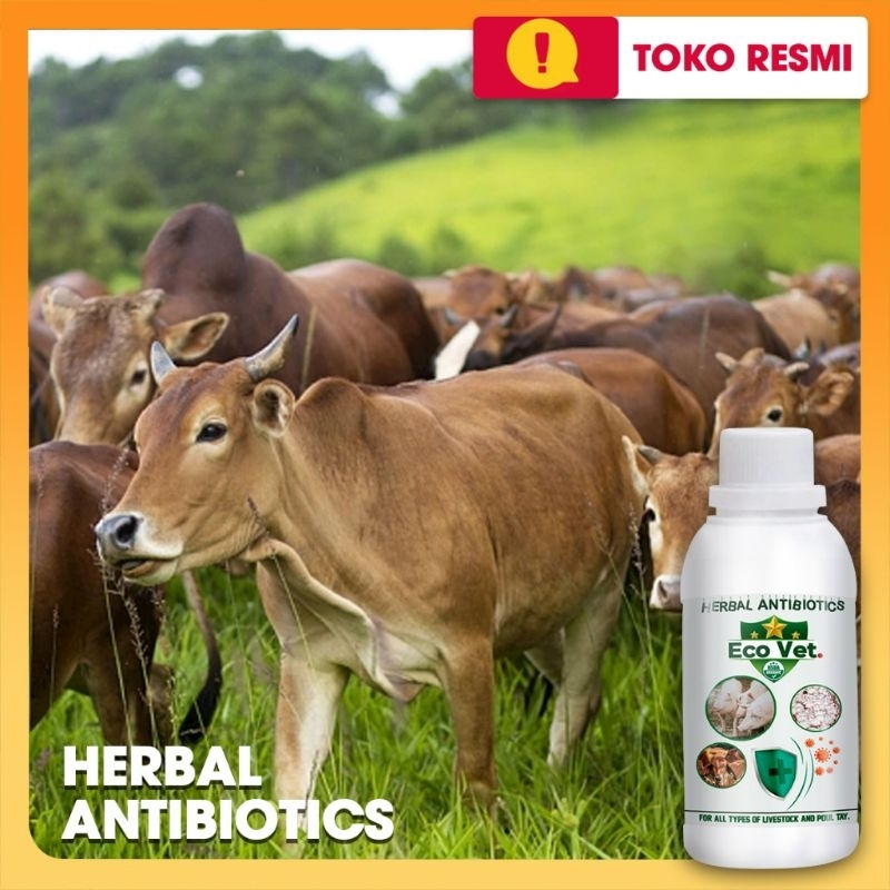 Antibiotik Herbal Sapi - Ecovet Sapi - Kambing - Domba - Ecovet Atibiotik Herbal