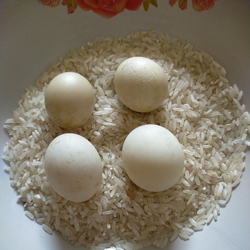 

Mustika telur ayam jantan