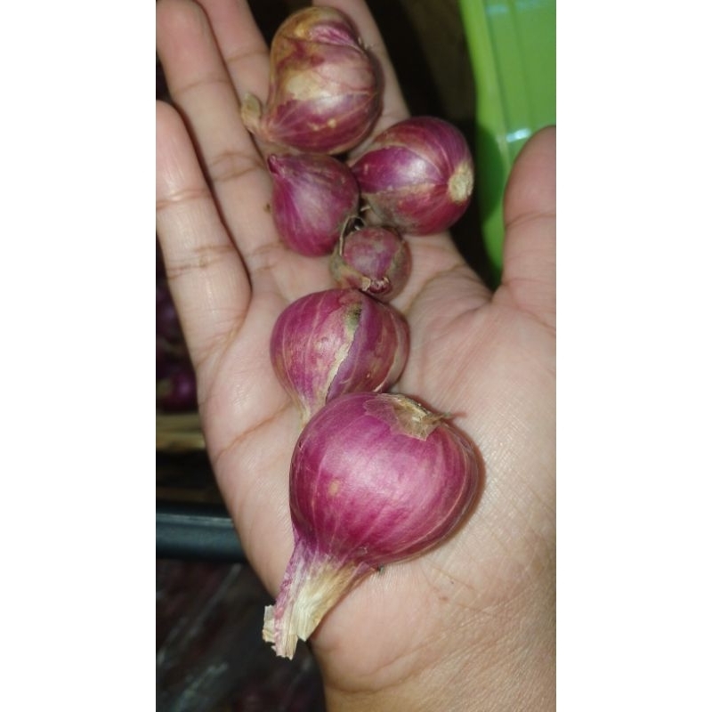 

BAWANG MERAH PROBOLINGGO