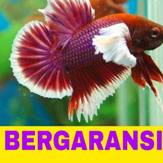 ikan cupang plakat big ear isi 10