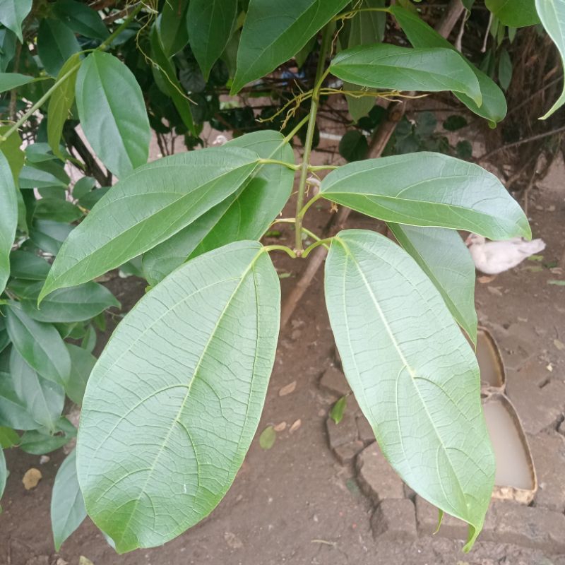 

Daun cincau perdu hijau 1kg Fresh