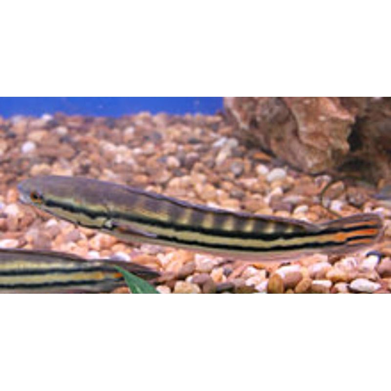 TOMAN ORI KALIMANTAN UKUR 15 CM UP