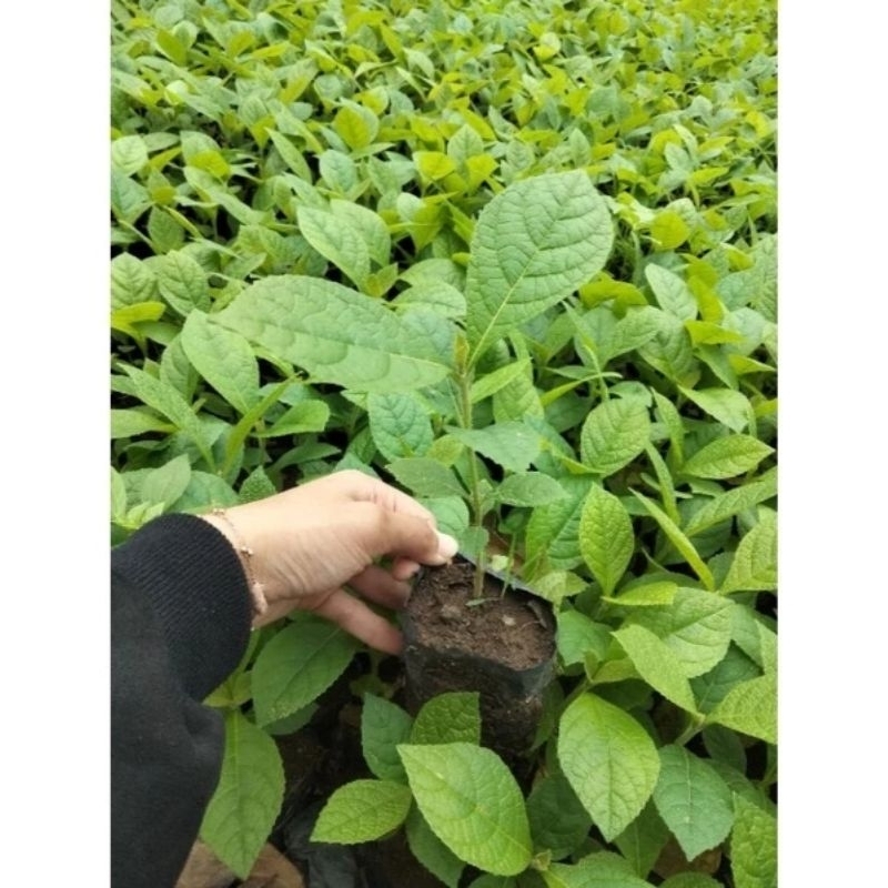 Bibit pohon jati super ungul