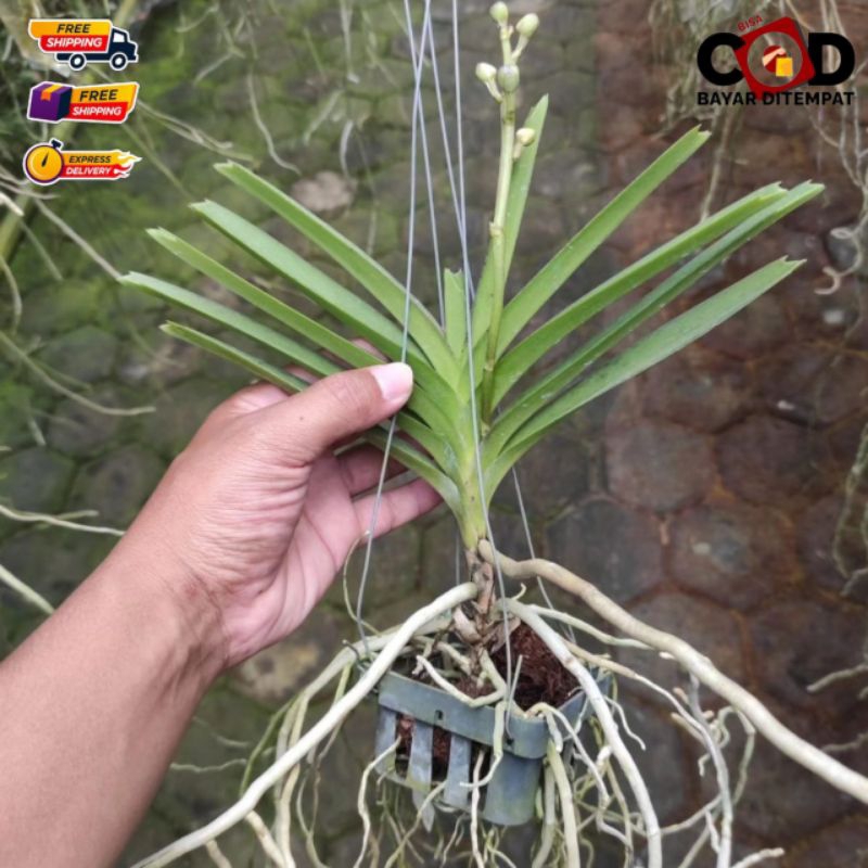 TANAMAN HIAS ANGGREK VANDA LOKAL HIASAN TAMAN