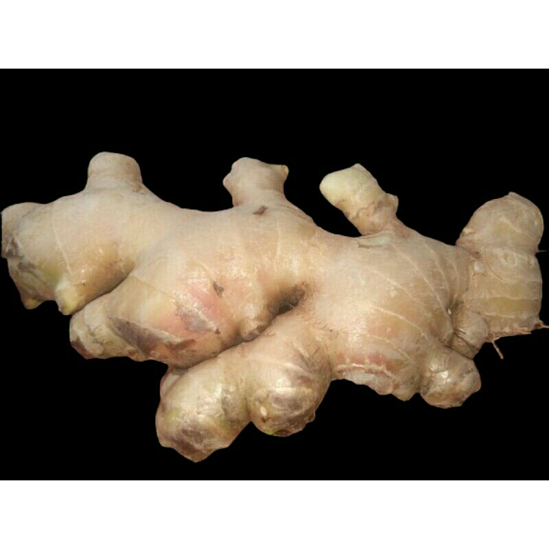 

Jahe gajah super 1 kg 20. 000