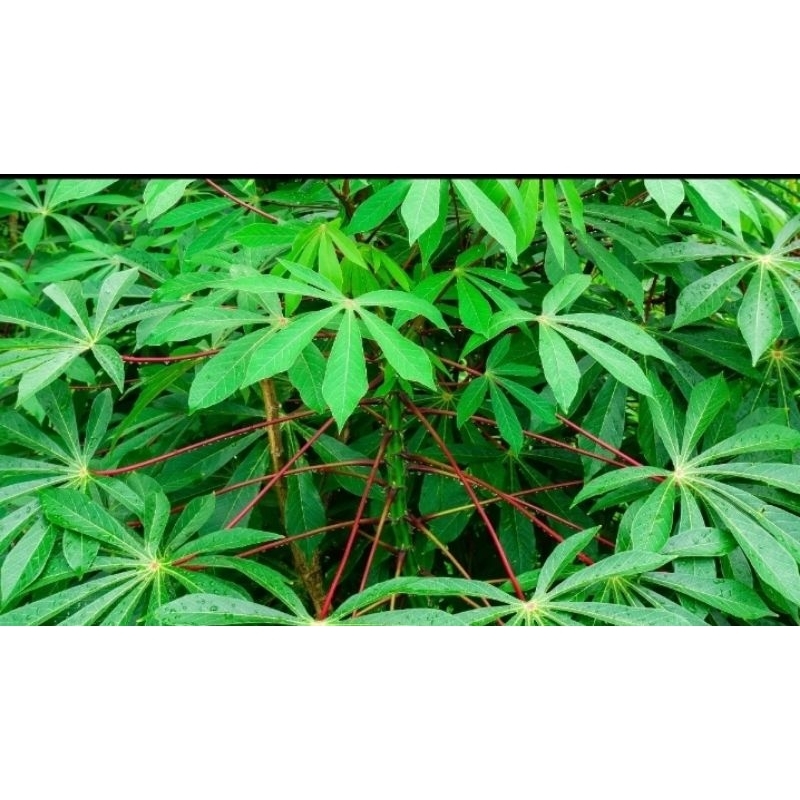 

daun singkong baru metik 1kg