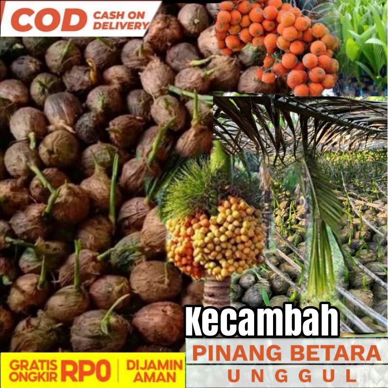 (paket 50 bibit) Pinang Kecambah Betara / Pinang Betara / Kecambah Pinang Betara Terbaik Siap Tanam