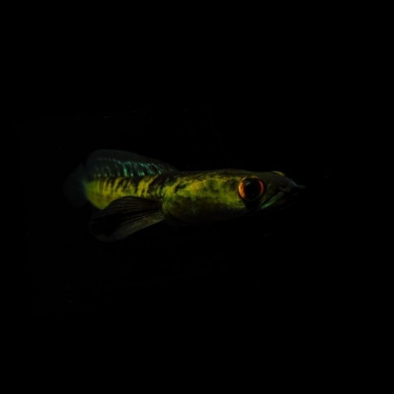 PATUNG CHANNA YS BATIK 12-14CM