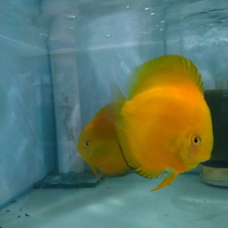 Discus yellow golden 3,5"