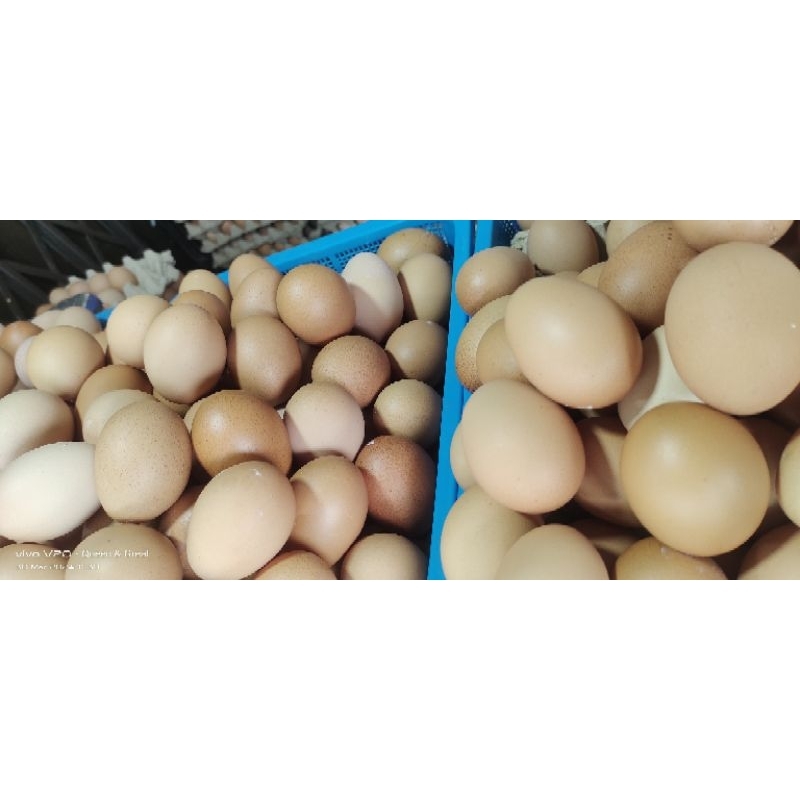 

Telur Ayam Eropa Besar Murah Freshh