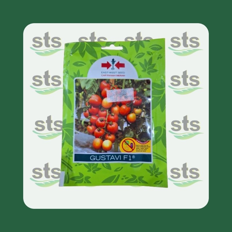 Benih Tomat Gustavi F1