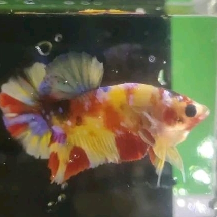 Rekber Yellow Base Multicolour