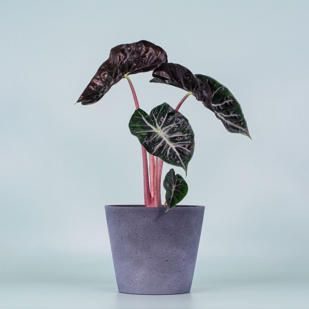 Alocasia dragon Pink