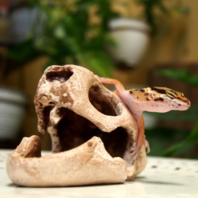 Mainan Leopard Gecko Black Night Berkualitas, Data dan Bonus