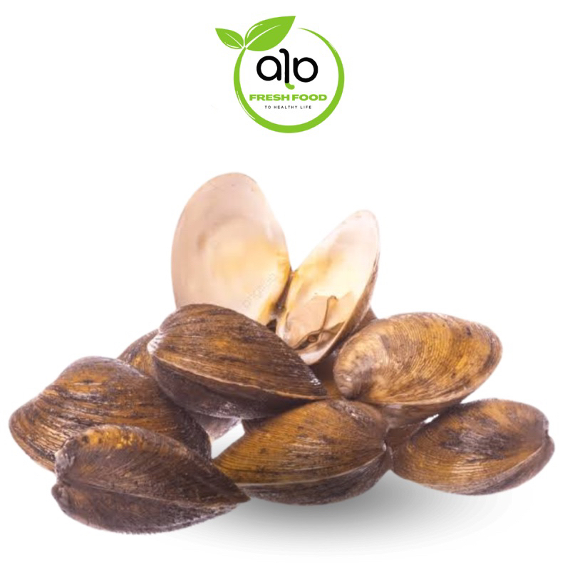 

Kerang Lokan Sungai Segar 500gr Siap Packing Fresh - ALO Fresh Food