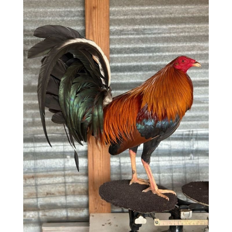 

telur ayam ak 40 paket 4 butir