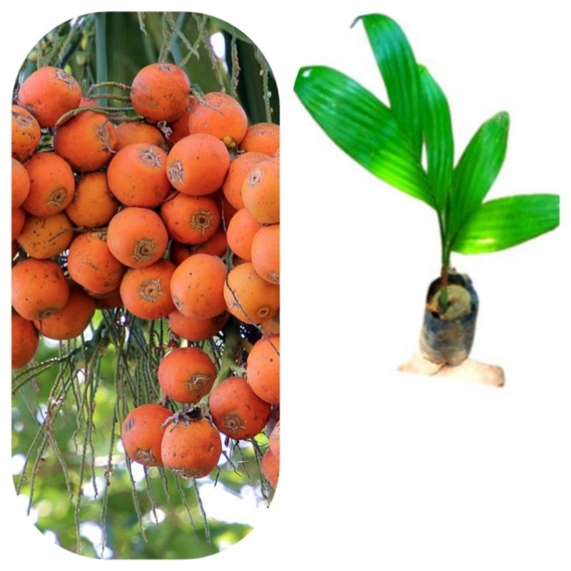 BIBIT PINANG BATARA BIBIT UNGGUL BELI 5 BONUS 2