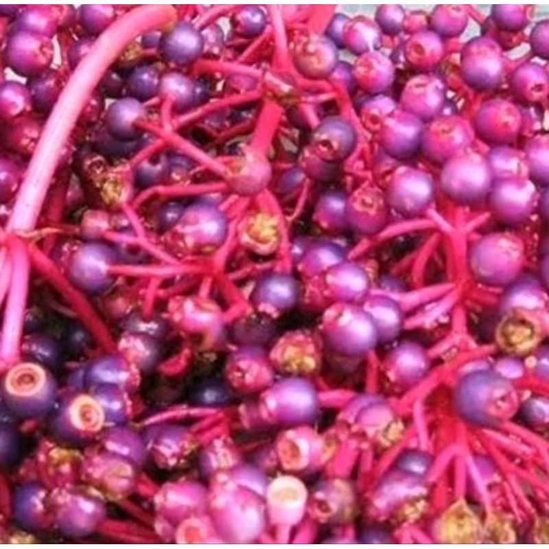 

KEBUN.MUKLIS - Buah Parijoto Murah Siap Konsumsi