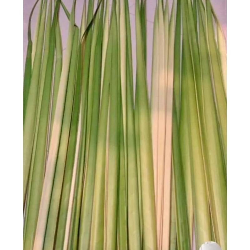 

daun ketupat lebaran GOJEK ONLY (10 pcs)