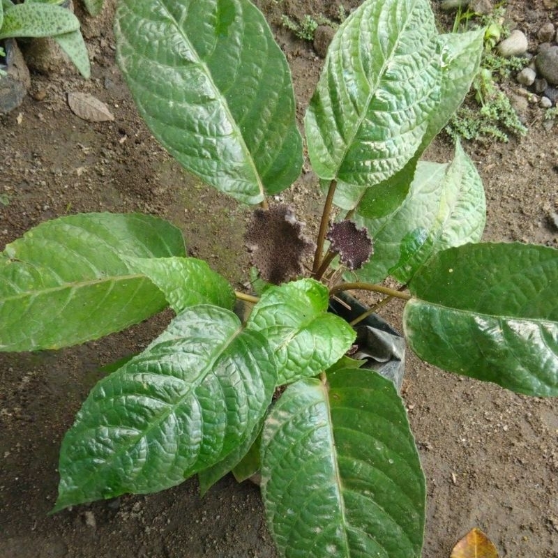 Tanaman hias Tuscond Dorstenia elata Forest,Anturium tusuk konde