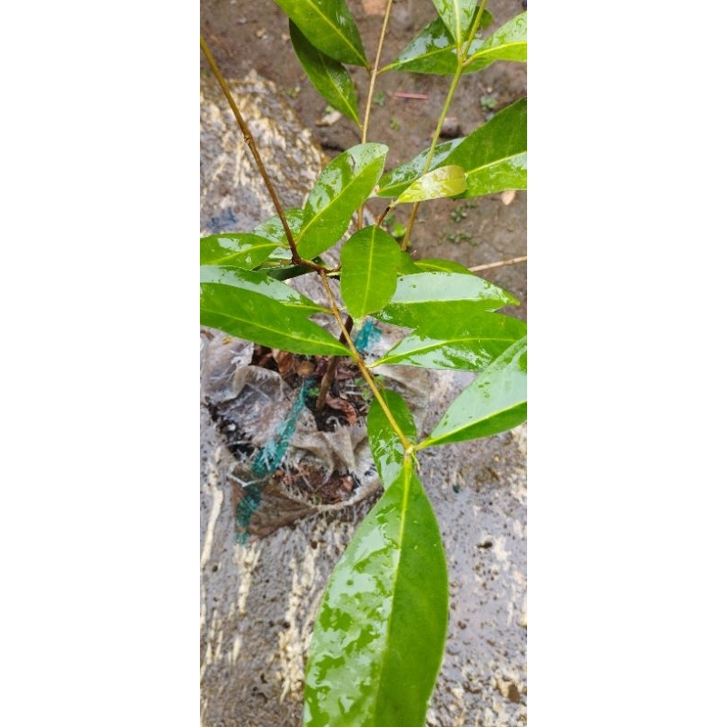 Pohon Salam Daun Salam Bibit Pohon Salam