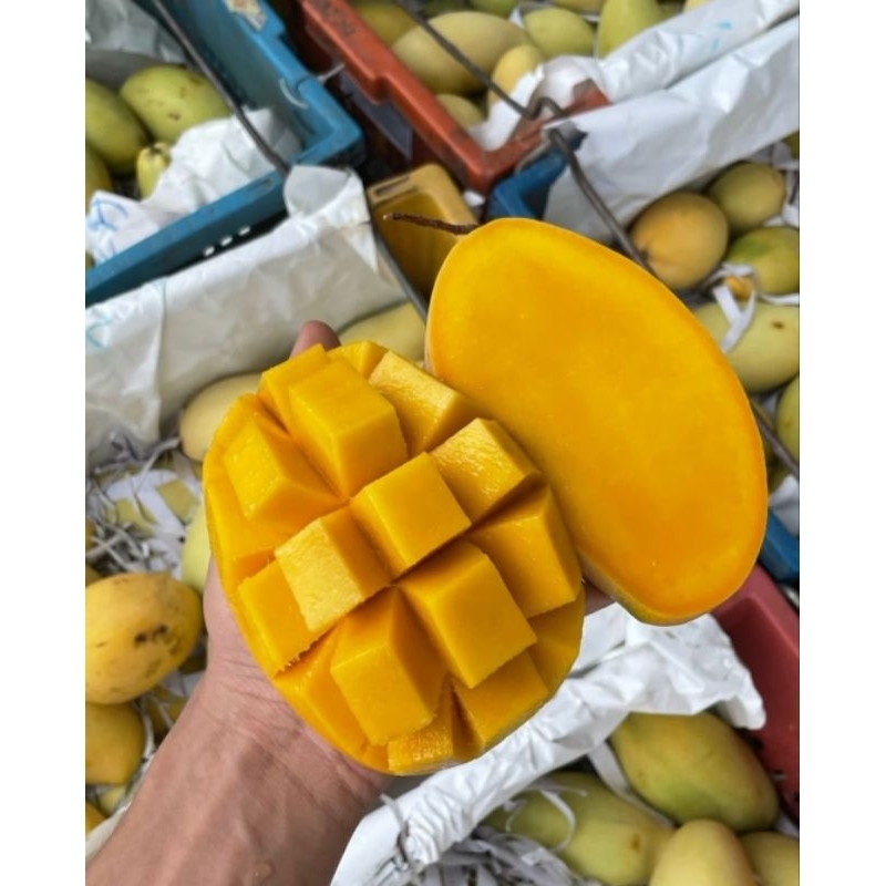 

Mangga Thailand