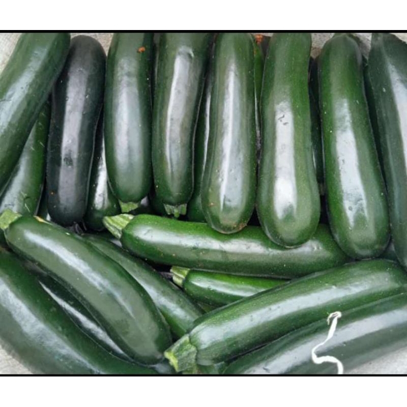 

zukini sayur segar