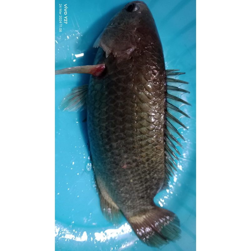 Ikan Betok/Ikan Betik/Papuyu