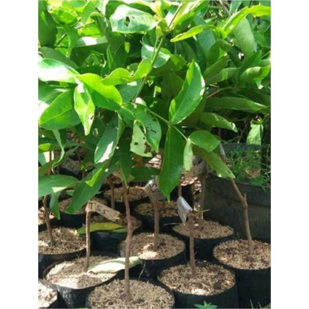 bibit jambu air madu green super renyah