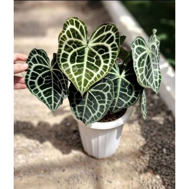 Anthurium Queen Clarinervium-Tanaman Hias Anthurium 4-6 Daun