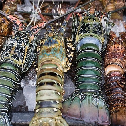 Lobster Air Laut/ Lobster Hidup/ Lobster Standart Export/ Lobster Campur/ Lobster Bambu/ Lobster Pasir/ Lobster Warna/ Lobster Batu