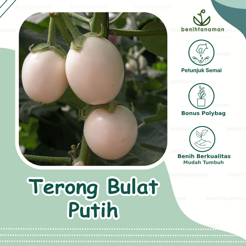 10 Biji - Benih Terong Bulat Putih Terong Putih Telur