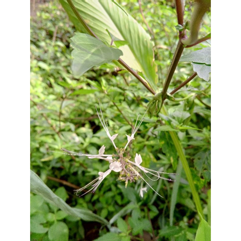 

daun kumis kucing segar 100 gram/ obat herbal