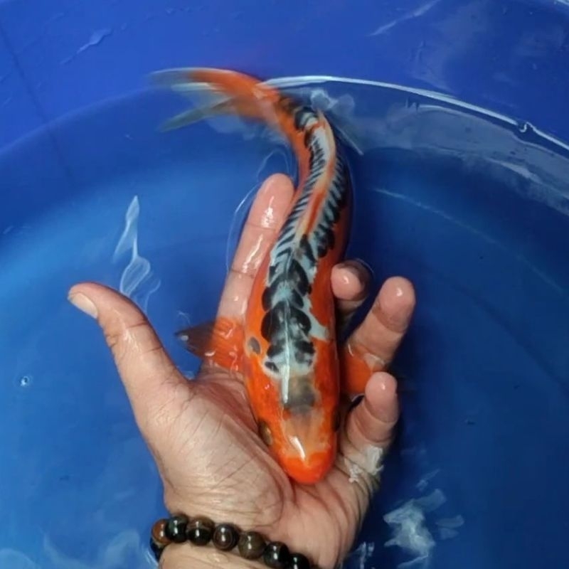 Ikan Koi F1 / Dari Indukan Import / Rumah Koi Jakarta / kode 008