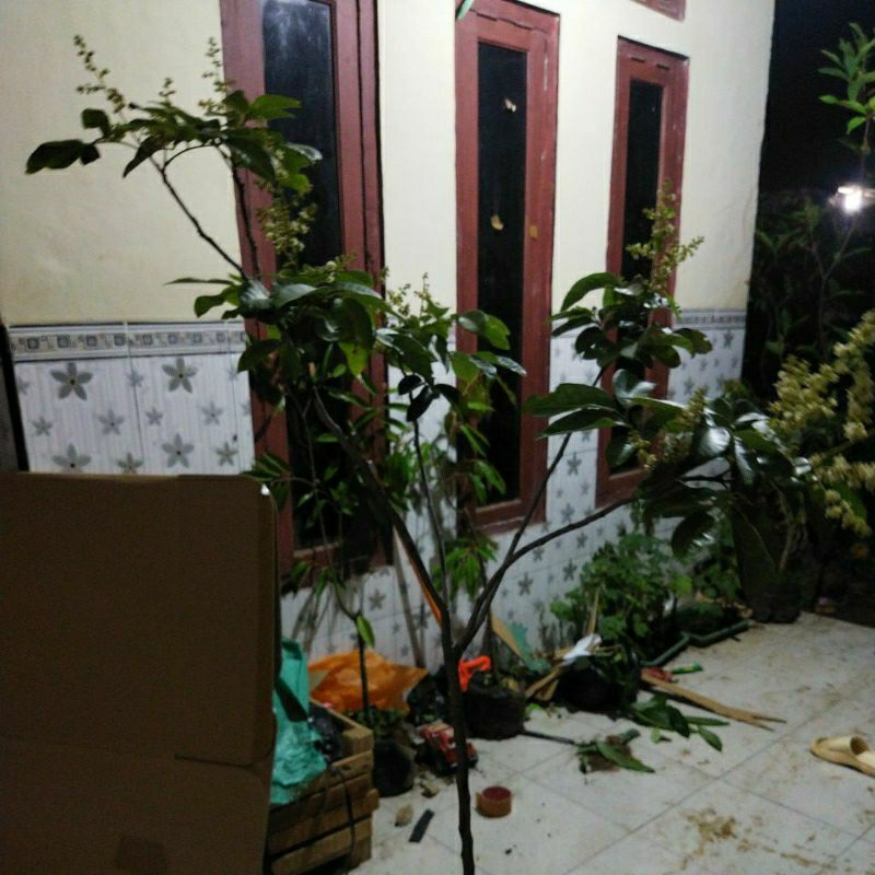 bibit kelengkeng matalada berbunga full media tinggi 2 m