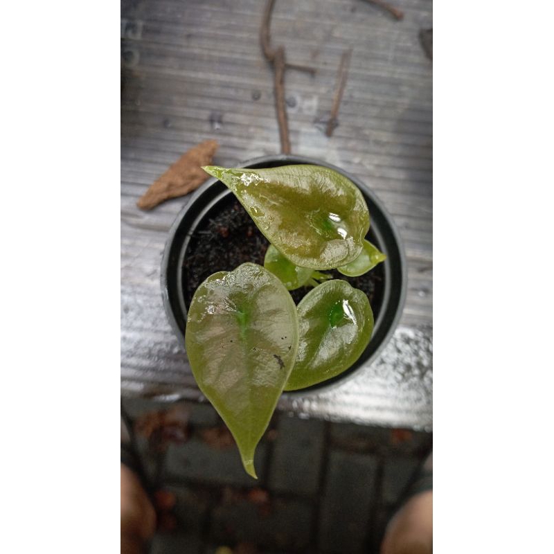 alocasia infernalis / PAKET