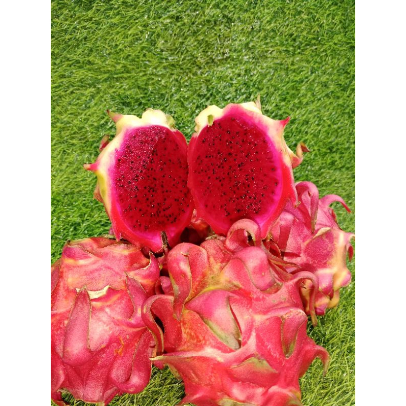 

Buah Naga Merah