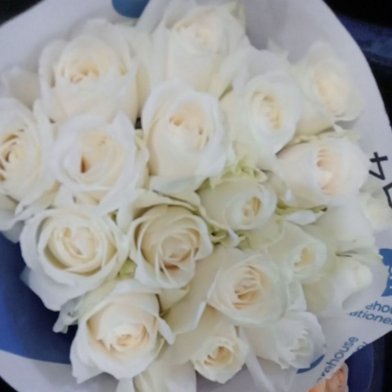 BUNGA MAWAR PUTIH|BUNGA ROSE ASLI|BUNGA MAWAR BANDUNG