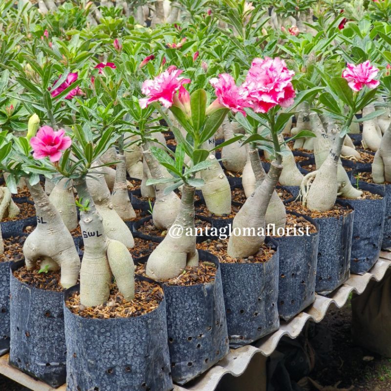 Paket 6 Pohon (Size A) Adenium Bunga Tumpuk Grafting