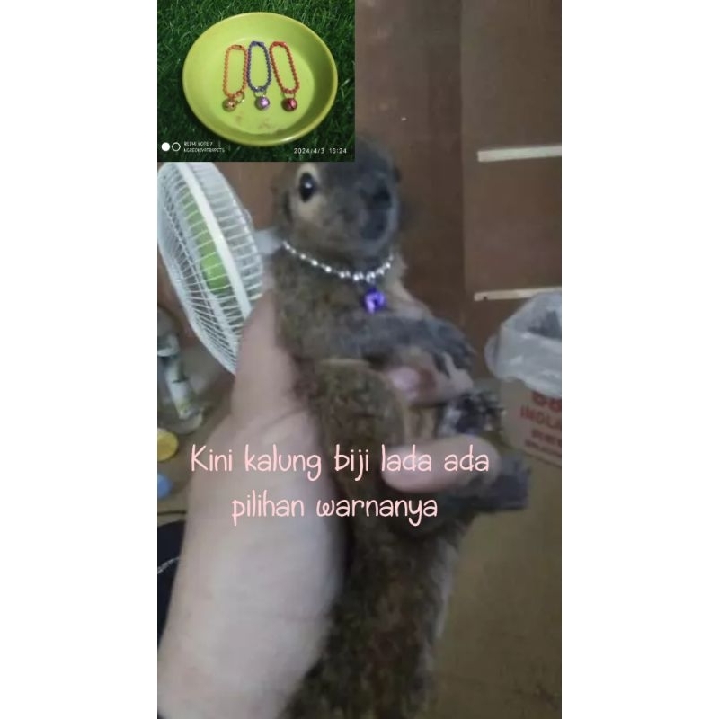 kalung bajing
