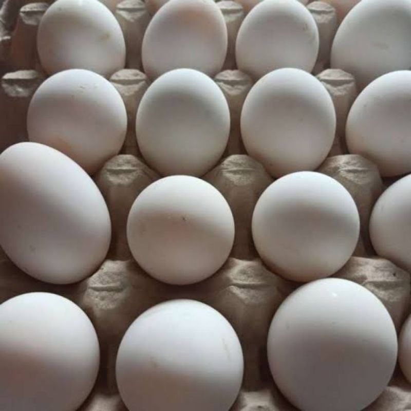 

Telur entok jumbo vertil