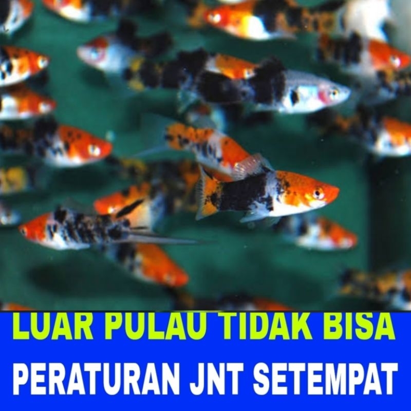ikan hias platy sanke isi 10 bergaransi