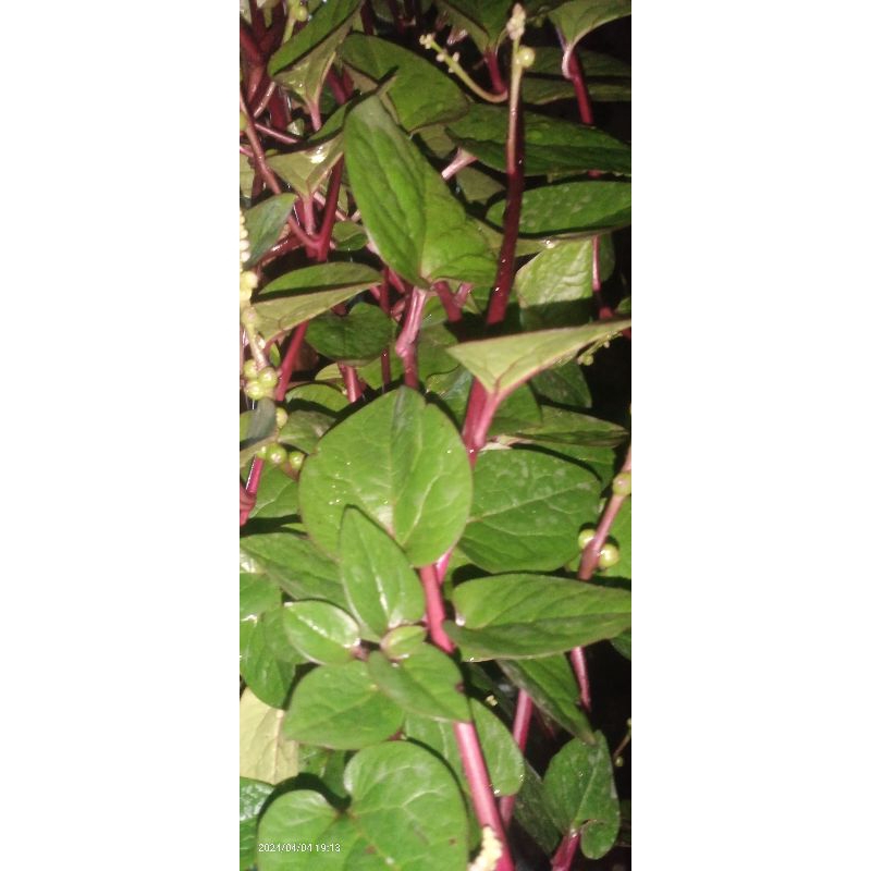 

daun binahong merah fress 50lembar