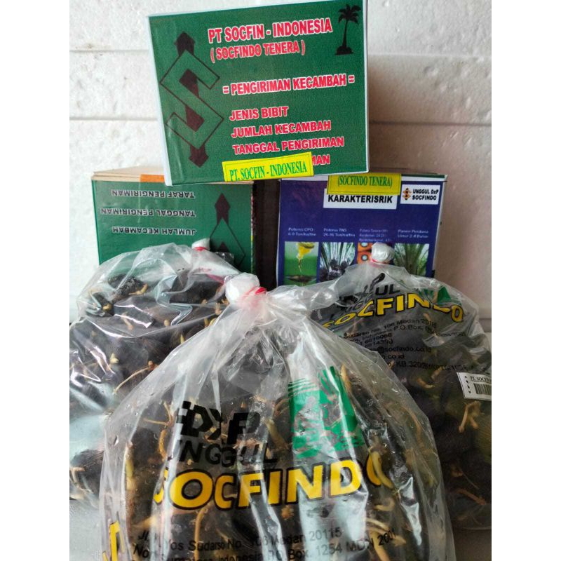 Bibit kecambah Sawit Socfindo Unggul