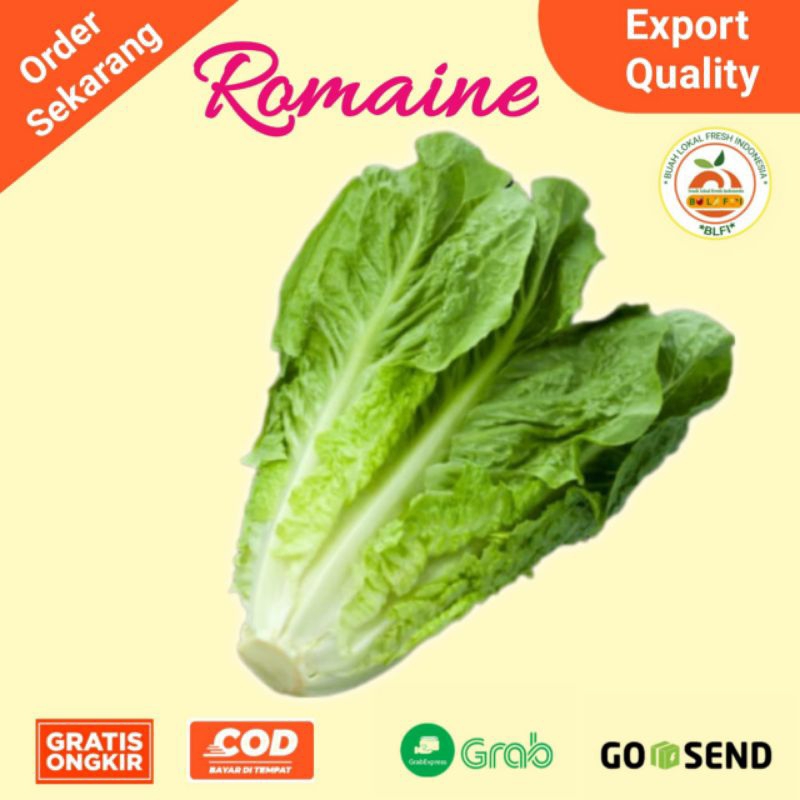 

LETTUCE ROMAINE FRESH 500gr