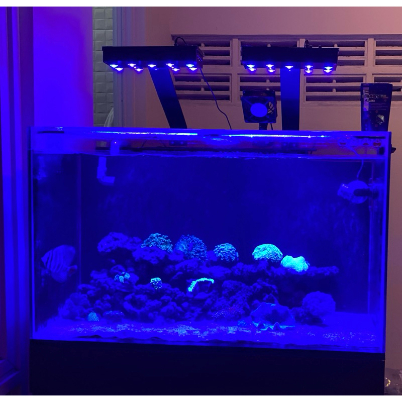Lampu hpl DIY 36 watt Saltwater/Reeftank