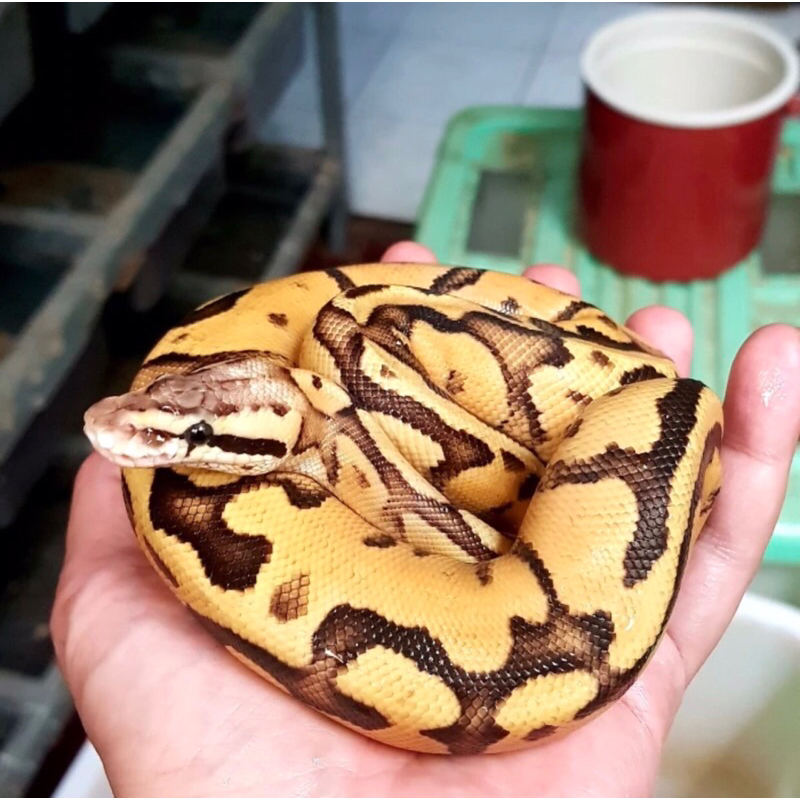Ball Python Super Pastel Fire Specter,,Unsex